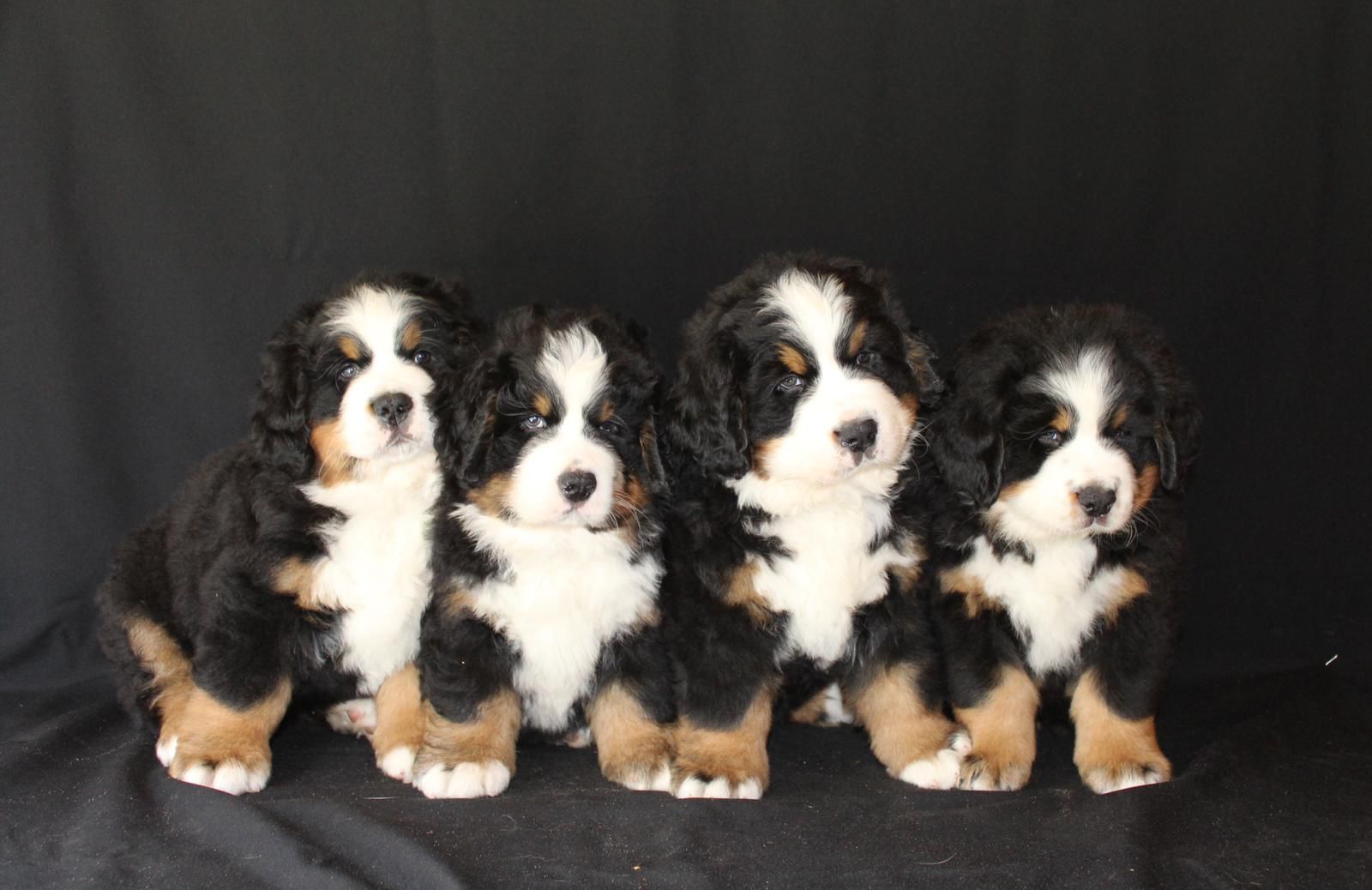 IMG 20250613 WA0014 14