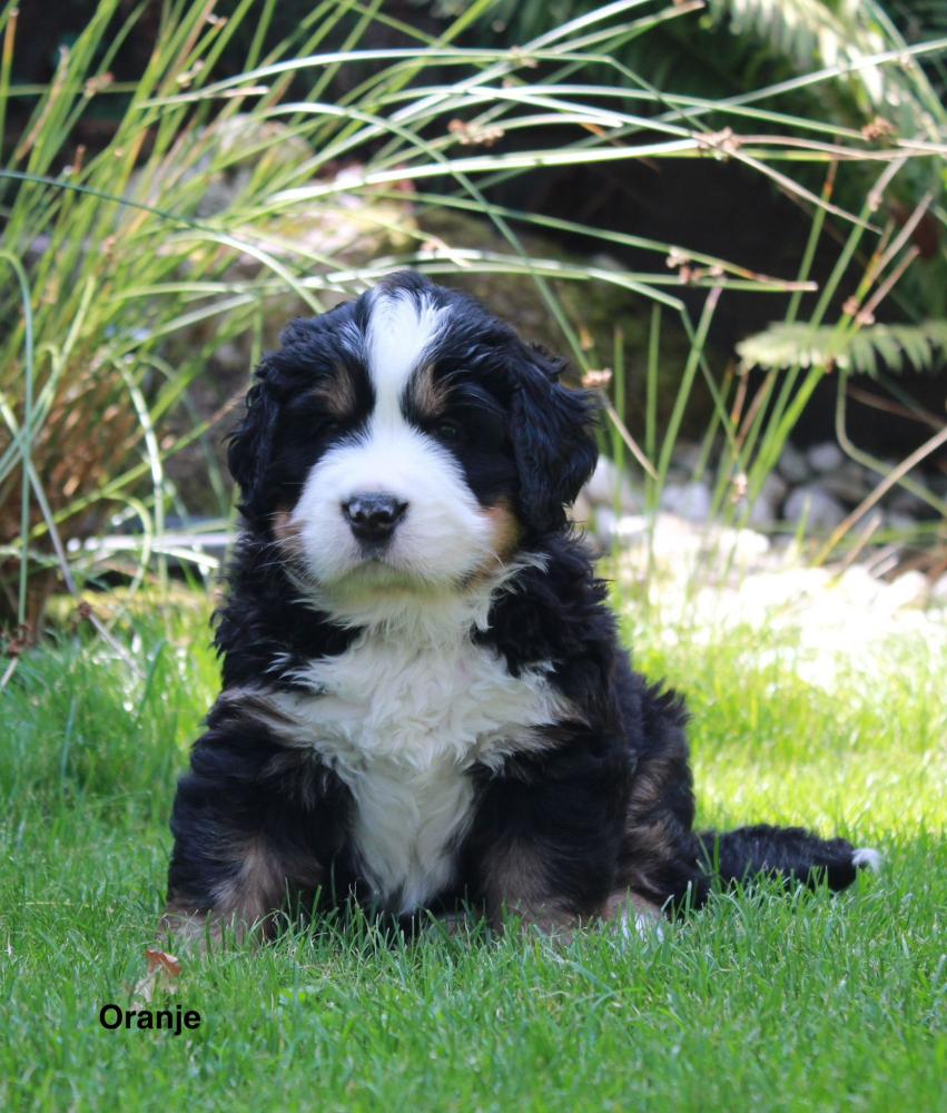 Pup Oranje twee weken