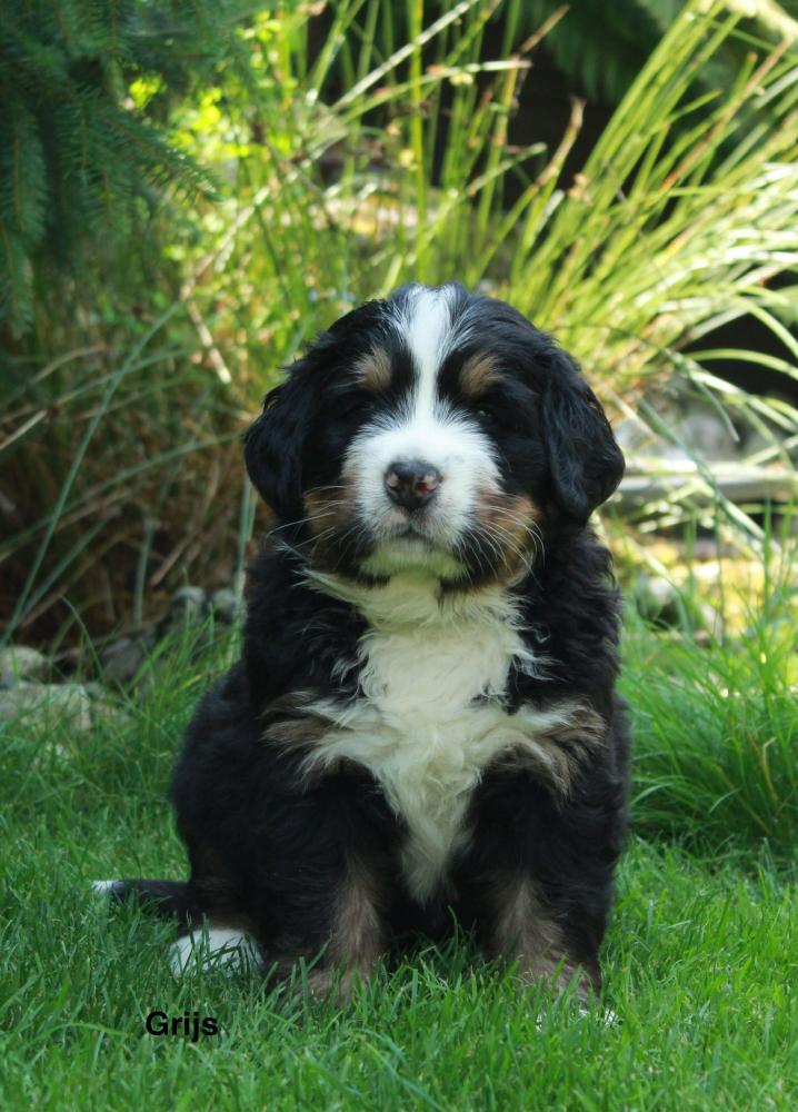 Pup grijs twee weken