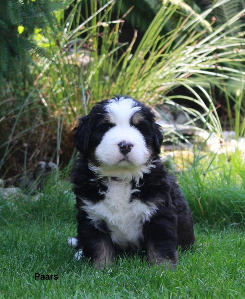 Pup paars twee weken