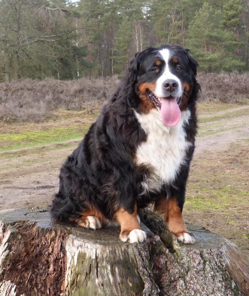 Berner in het bos